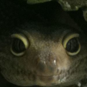 Meet your Posher, Kristopher